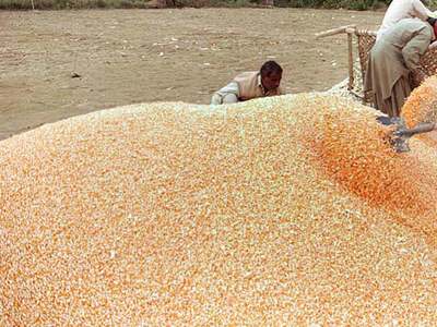 China corn imports seen at 25-27mn tonnes in 2020/21