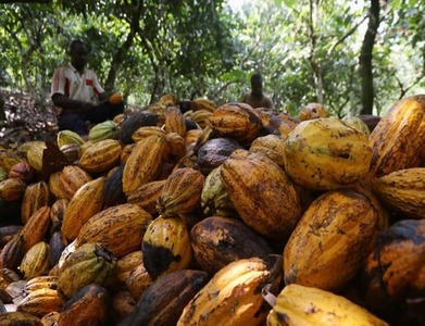 European cocoa stocks fall 1.5pc in 2019/20 European cocoa stocks fall 1.5pc in 2019/20