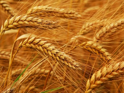 IGC raises forecasts for 2020/21 global wheat crop