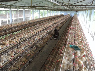 Russia could reduce poultry import tax for Brazil: RIA reports