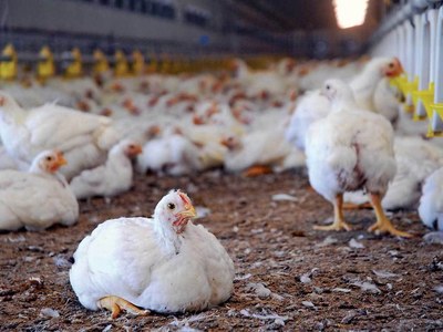 Poultry price reaches highest ever in Hazara division