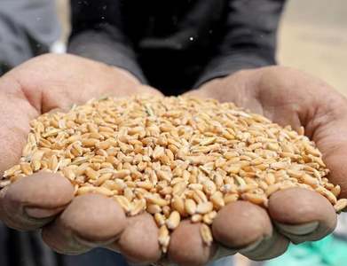Wheat bounces from 1-month low as US crop weather assessed