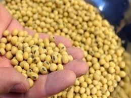 Brazilian soy capital Sorriso declares state of emergency after rains
