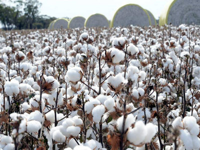 New York cotton