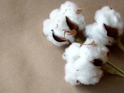 Cotton Spot Rates