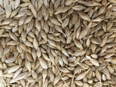Ukraine wheat, barley prices decline