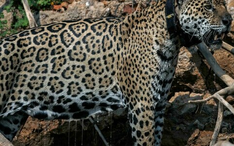 Amazon deforestation threatens jaguars, giant eagles