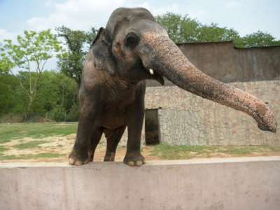 Elephant kills two Sri Lanka cricket stadium staff