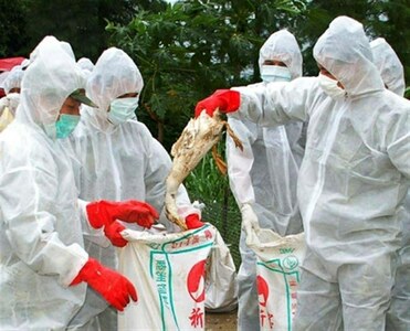 Chinese woman dies from H5N6 strain of bird flu