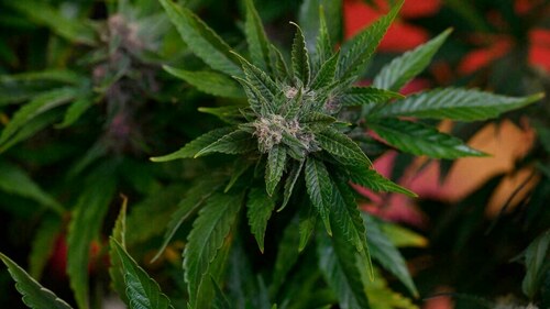Covid lifts Dutch 'coffeeshop' trade to new highs