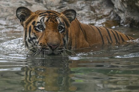 India saw record 126 tiger deaths in 2021: data