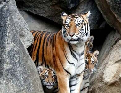 India saw record 126 tiger deaths in 2021