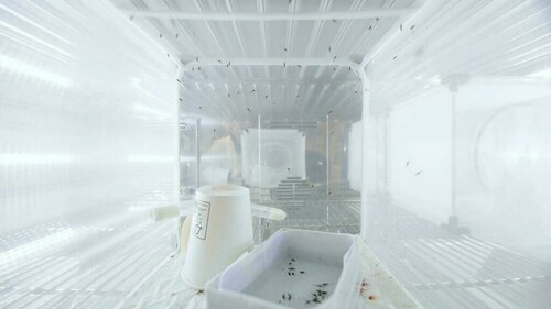 Swedish lab eyes poisoned chalice in malaria fight