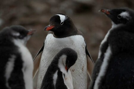 Penguins offer varied clues to Antarctic climate change