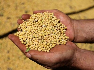 CBOT soybeans likely to fall to $15.42