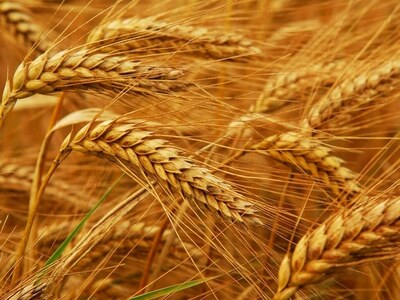 Arabs fear for wheat supplies after Russia invades Ukraine