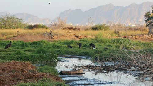 Yemen war turns nature reserve back into waste dump