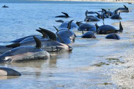 Dozens of whales die in New Zealand mass stranding
