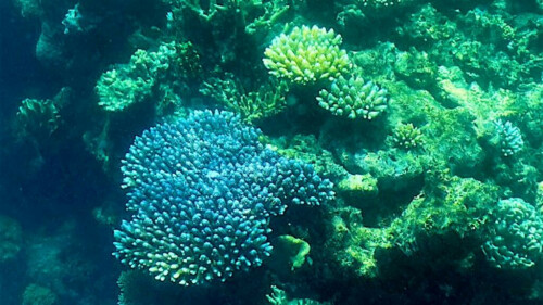 UN weighs listing Great Barrier Reef as &lsquo;in danger&rsquo;