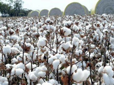 Cotton imports: major correction underway?