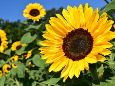 Turkey buys 18,000 T of sunflower oil in tender