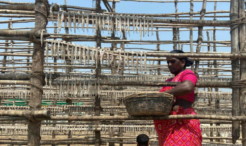 Mumbai heatwave leaves fewer fish in the sea for women sellers