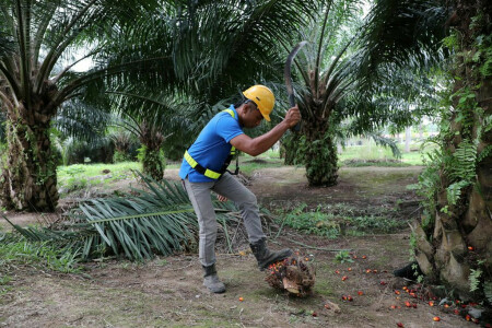 Ferrero to stop buying palm oil from Malaysia&rsquo;s Sime Darby over labour concerns