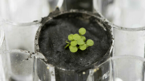 Scientists successfully grow plants in soil from the Moon