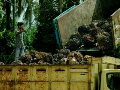 India&rsquo;s May palm oil imports drop 10% as Indonesia curbs exports