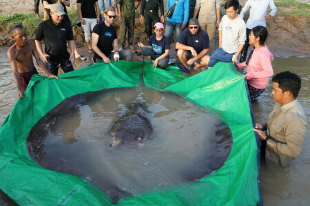 &lsquo;World&rsquo;s biggest&rsquo; freshwater fish netted in Cambodia