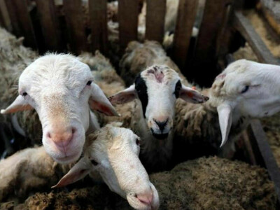 Dubai urges use of smart apps to order Eid sacrifices