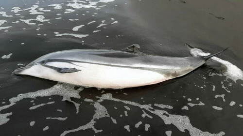 Dozens of turtles, dolphins found dead in Guatemala, probe launched
