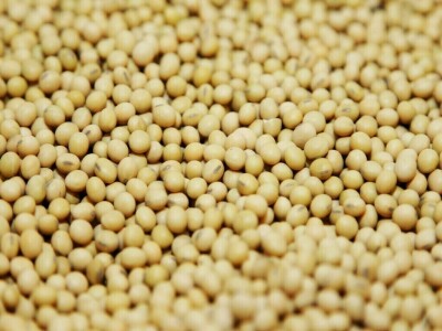 CBOT soybeans may test support at $13.80-3/4