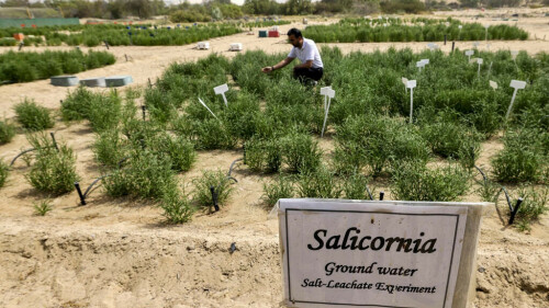 Desert-grown superfood puts &lsquo;healthy&rsquo; burgers on UAE menus