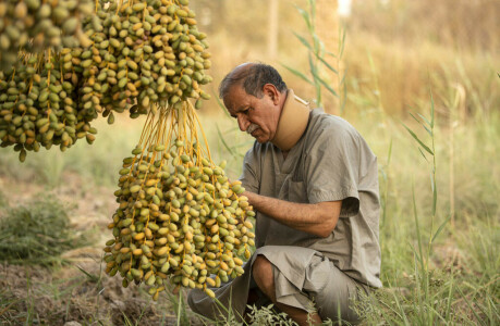 Iraq&rsquo;s date palms: rescuing a national icon