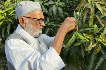 India&rsquo;s mango man, father of 300 varieties