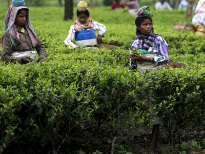 150,000 Bangladeshi tea workers strike against dollar-a-day wages
