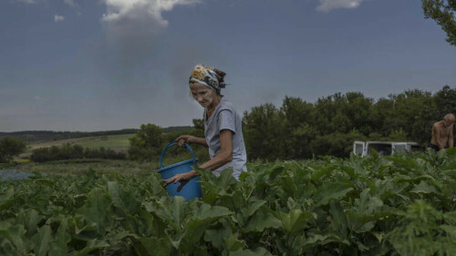 Farming under fire on the frontlines in eastern Ukraine