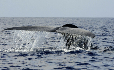 Shipping giant changes course to save Sri Lanka whales
