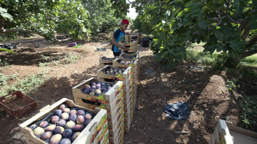 Tunisian &lsquo;hanging garden&rsquo; farms cling on despite drought