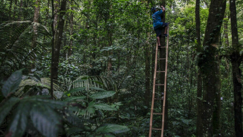 &lsquo;Crowns of the forest&rsquo;: Indonesian helps orchids bloom again
