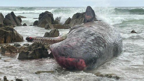 Mass stranding kills 14 whales in Australia
