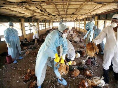 Mexico detects H5N1 bird flu in farm near US border