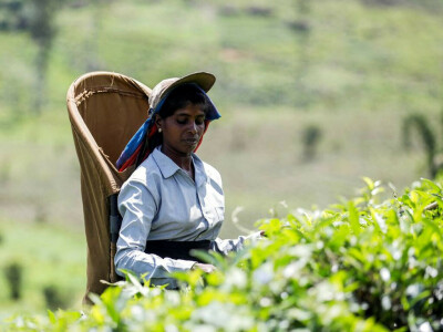 Crisis-hit Sri Lanka targets $1.4 billion in tea earnings