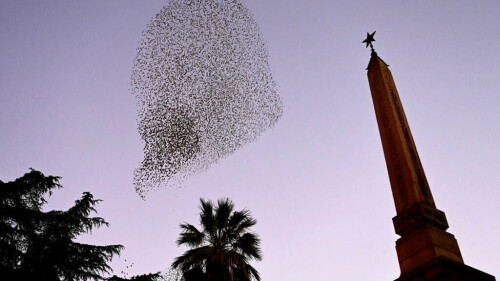UK groups hope creative biodiversity message takes flight