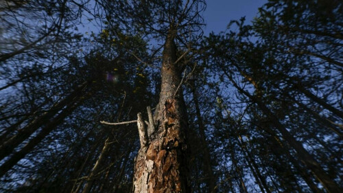 Climate change supercharges threat from forest-eating bug