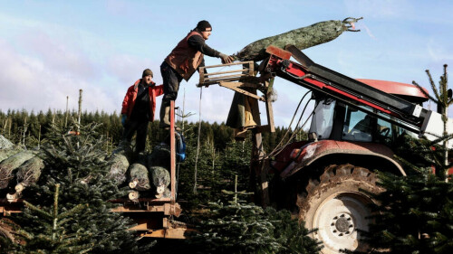 Belgian Christmas tree growers grapple with price spikes