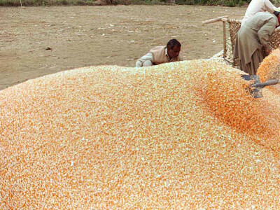 CBOT corn neutral in $6.59-1/4 to $6.63 range