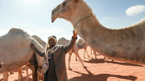 Saudi camel-whisperers use &lsquo;special language&rsquo; to train herd