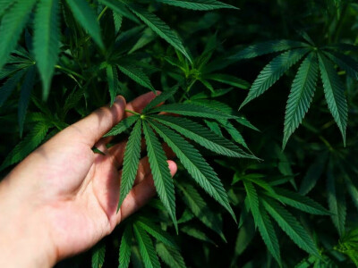 Argentina makes headway in establishing a cannabis export industry
